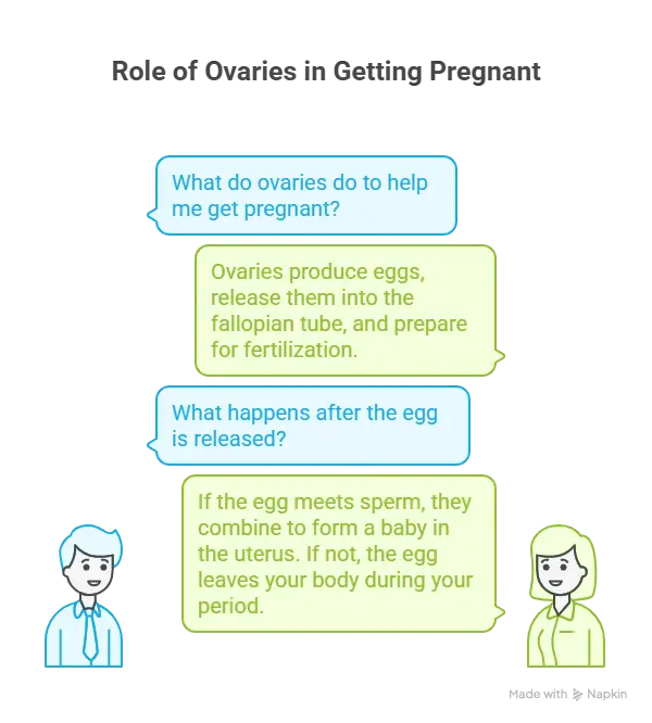Simple Q&A about ovaries and how pregnancy happens